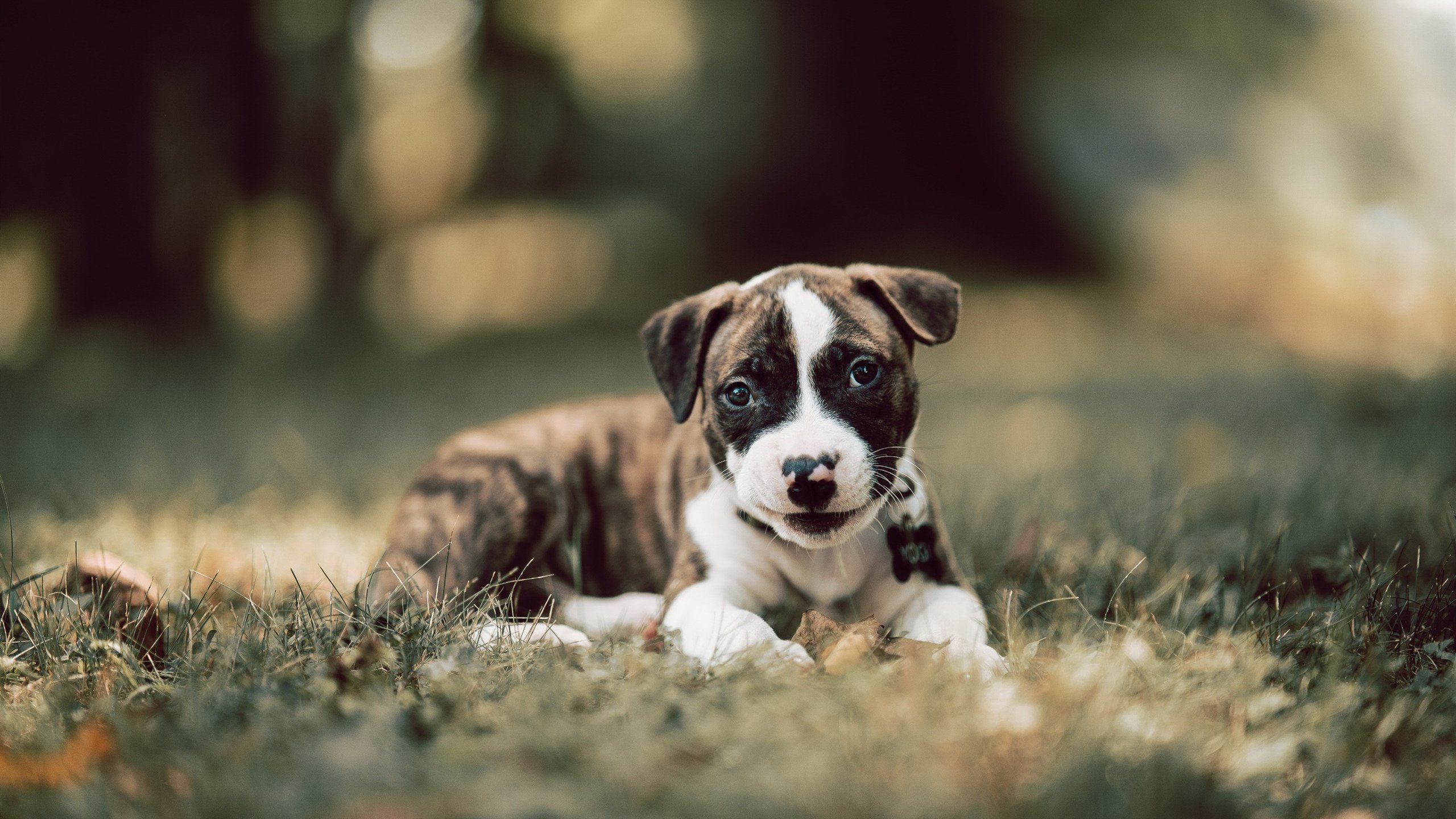 圣保罗重返亚特兰大,15次助攻背后的杀伤艺术