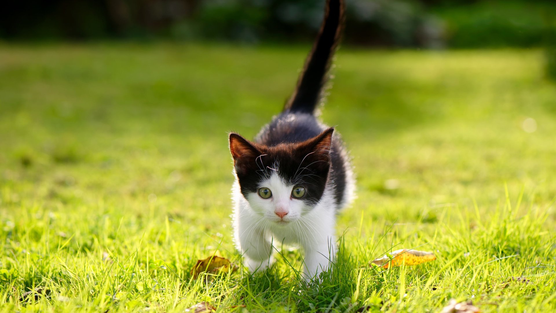 时空折叠的汗水，当伊斯坦布尔之夜响起东北虎的咆哮