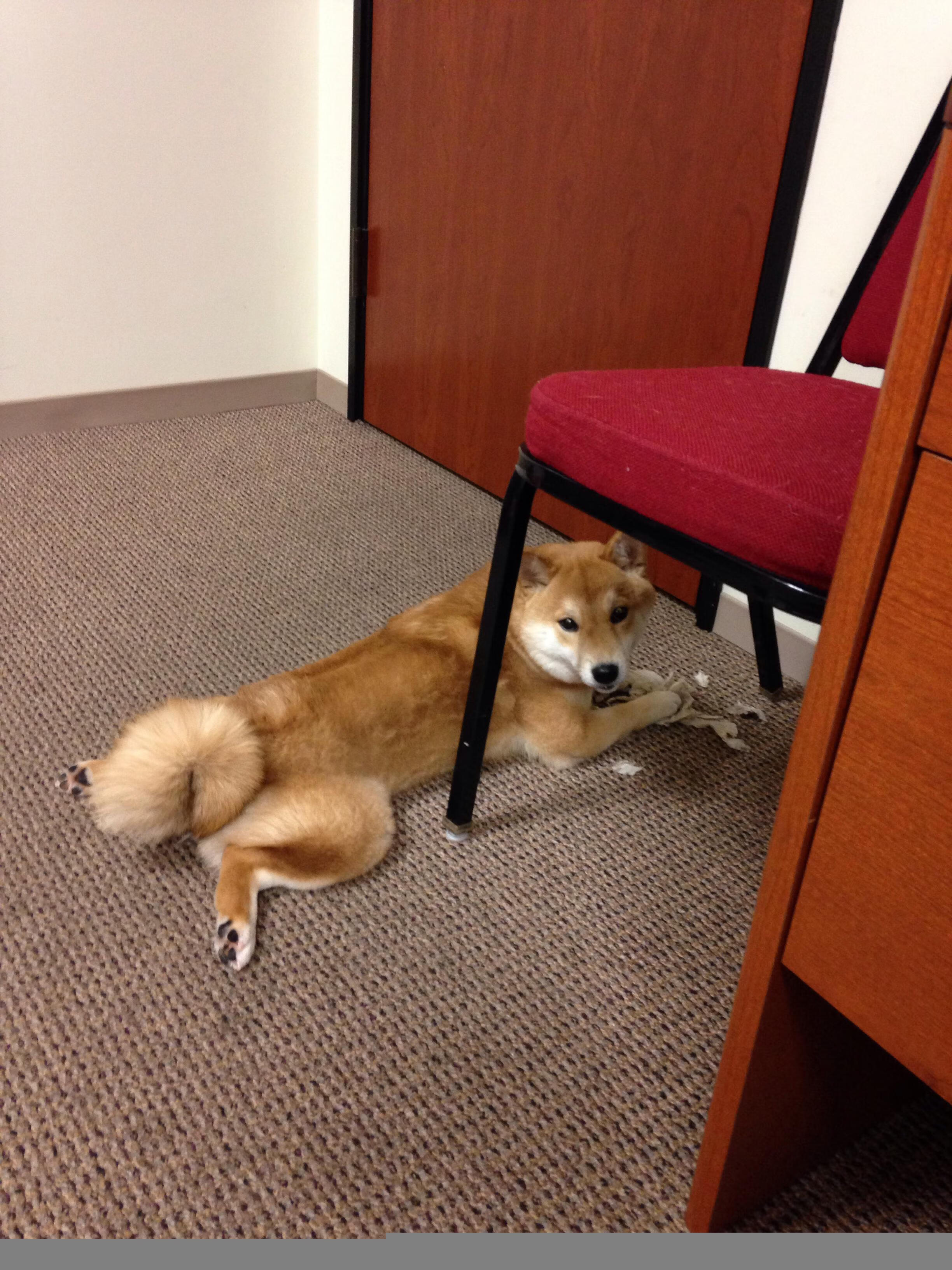 当水花溅落天山，骑士轻取新疆，克莱的完美证明之战